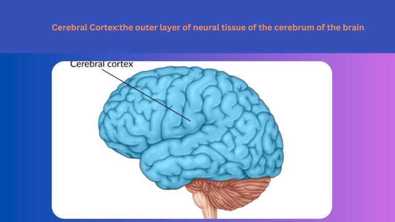 Cerebral Cortex
